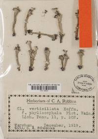 Cladonia cervicornis image