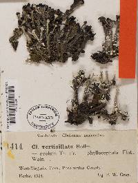 Cladonia cervicornis image