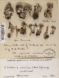 Cladonia cariosa image