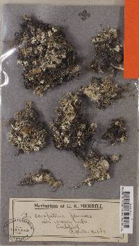 Cladonia caespiticia image