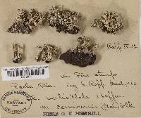 Cladonia cervicornis image