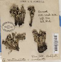 Cladonia cervicornis image