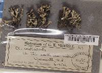 Cladonia cervicornis image