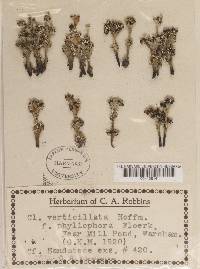 Cladonia cervicornis image