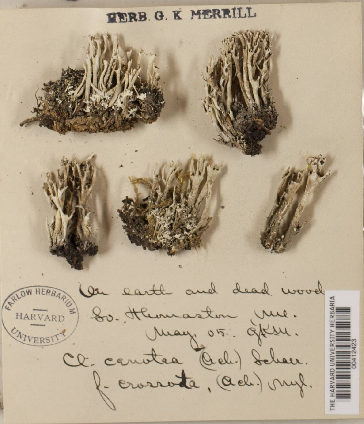 Cladonia cenotea var. crossata image