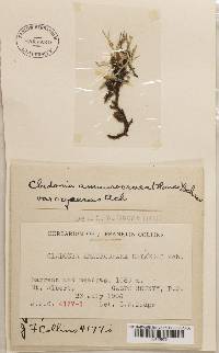 Cladonia amaurocraea f. oxyceras image