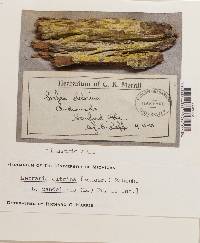 Chrysothrix candelaris image