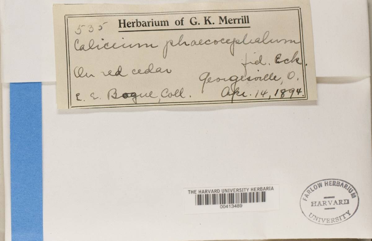 Chaenotheca phaeocephala image