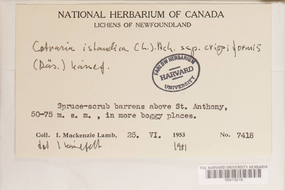 Cetraria islandica subsp. crispiformis image