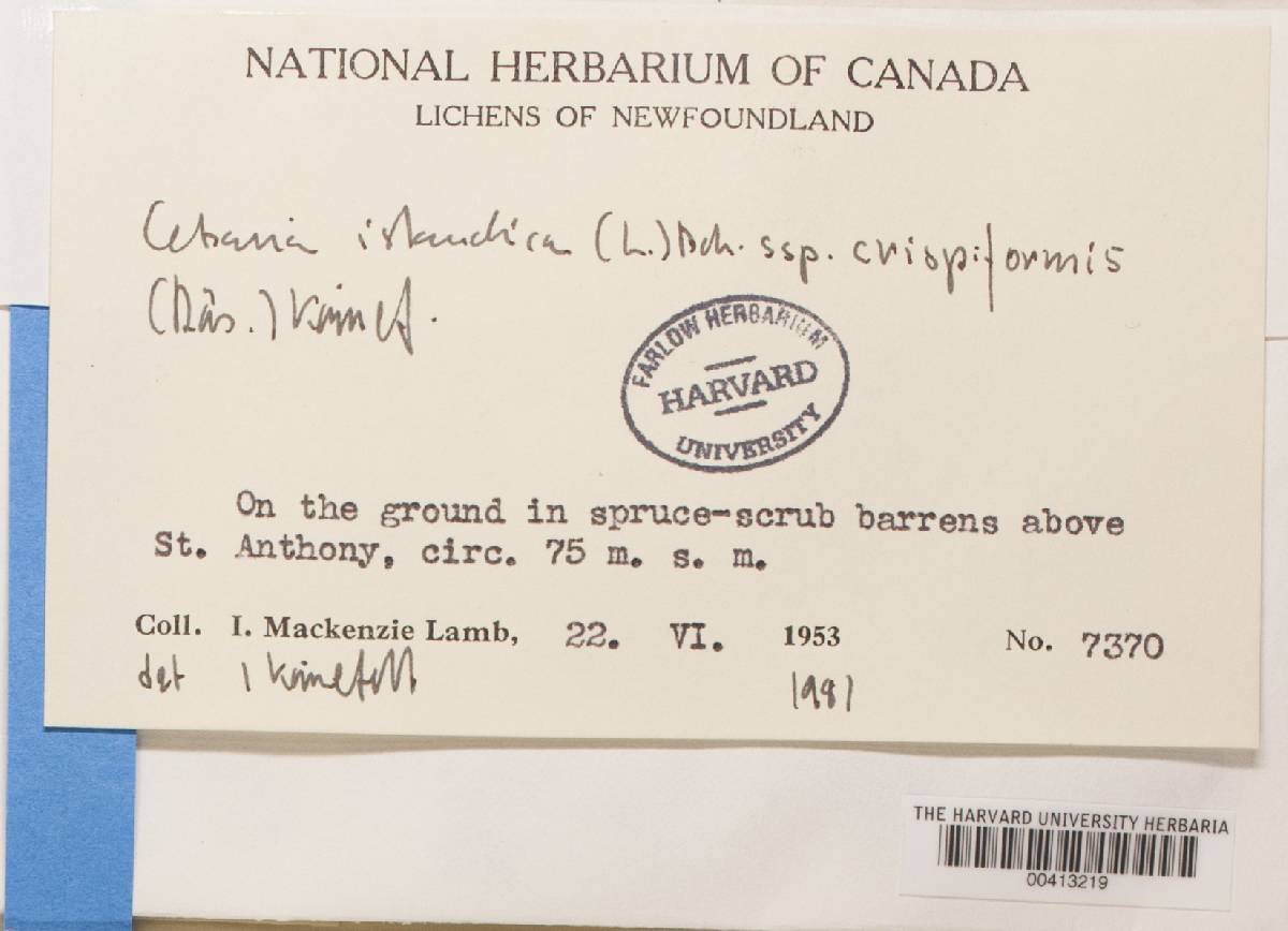 Cetraria islandica subsp. crispiformis image