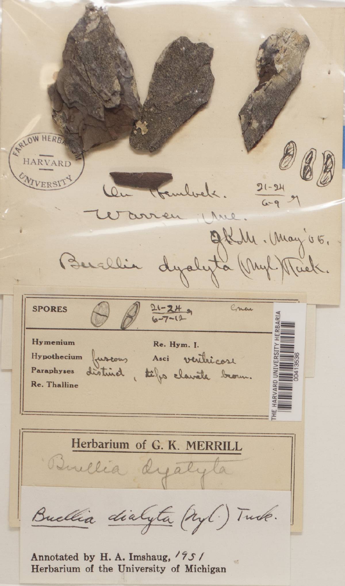 Buellia dialyta image