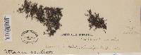 Image of Cladonia abbreviatula