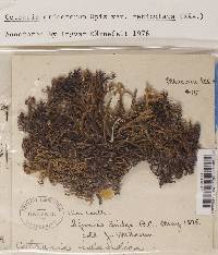 Cetraria ericetorum subsp. reticulata image