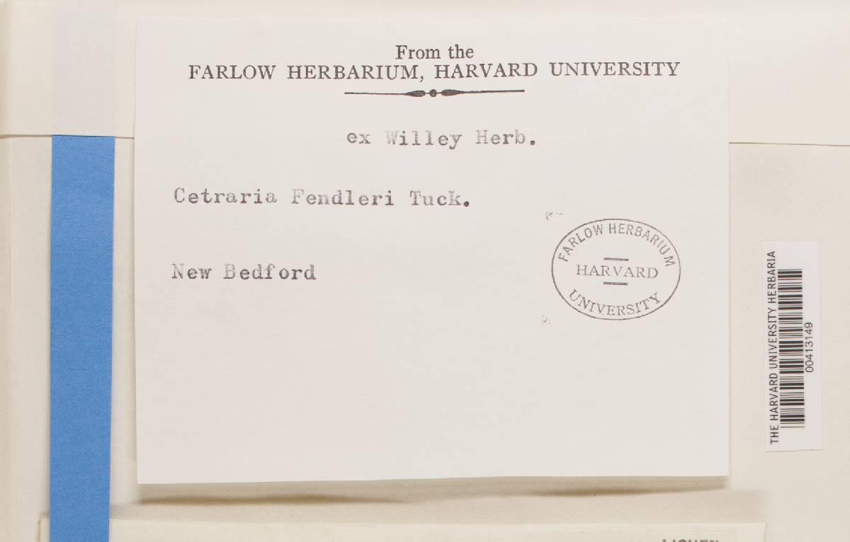 Cetraria fendleri image