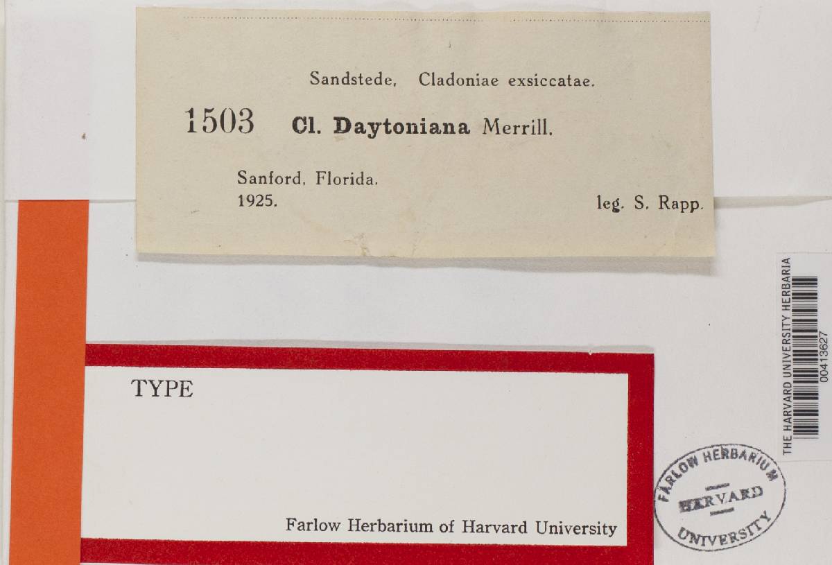 Cladonia daytoniana image