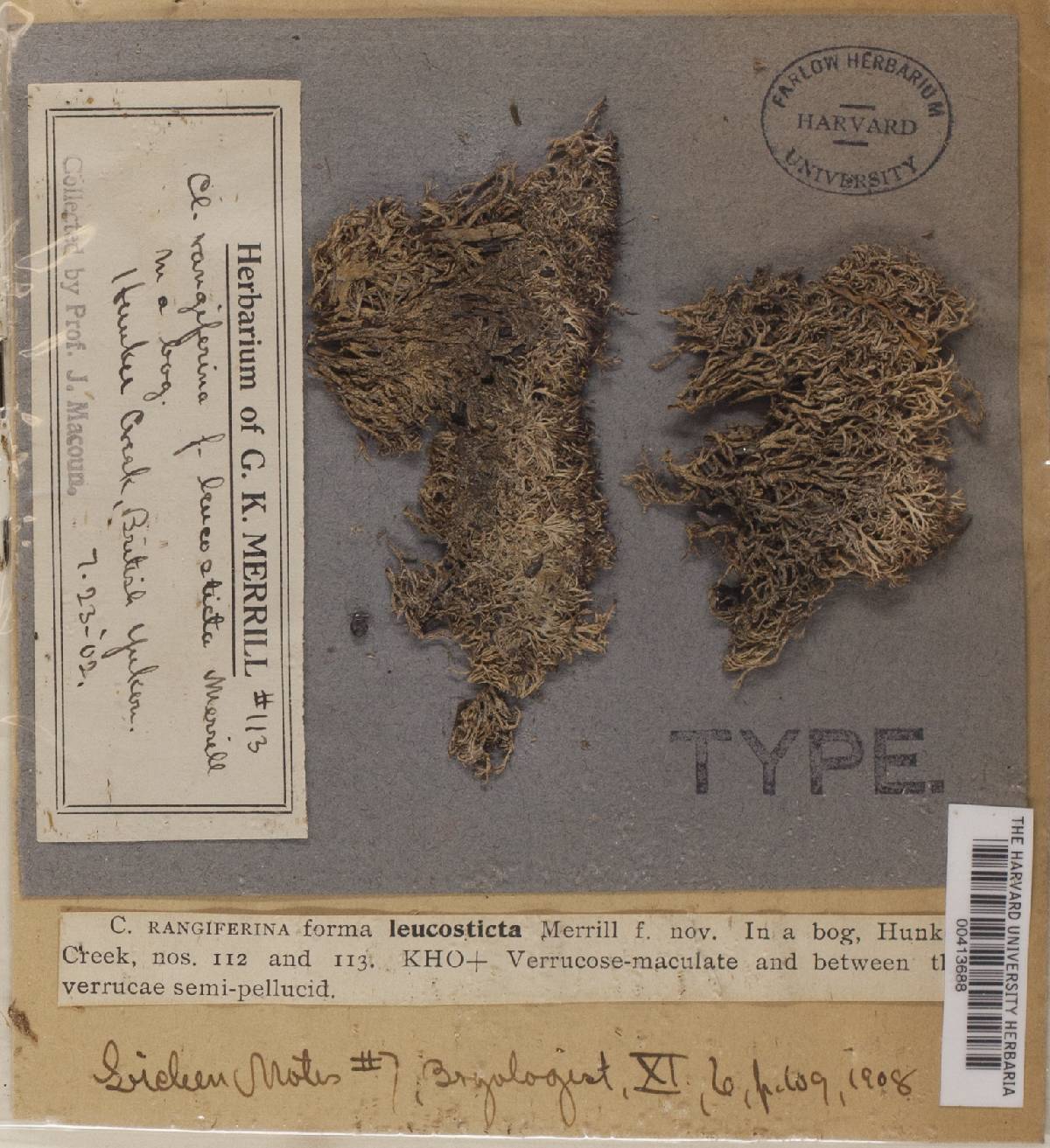 Cladonia rangiferina f. leucosticta image