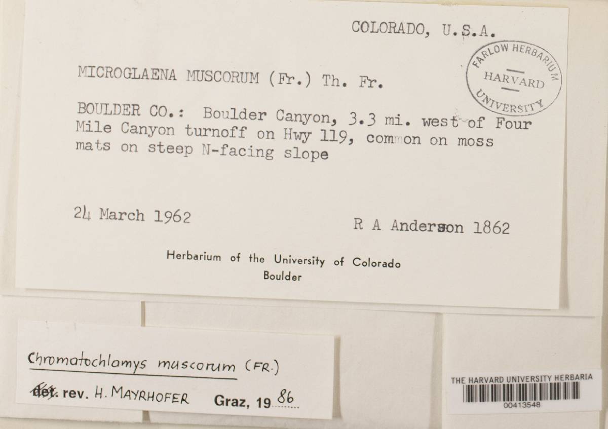 Chromatochlamys muscorum image