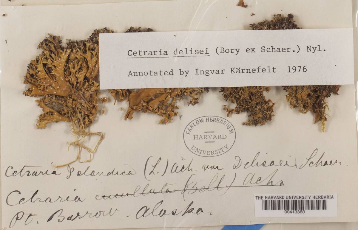 Cetrariella delisei image