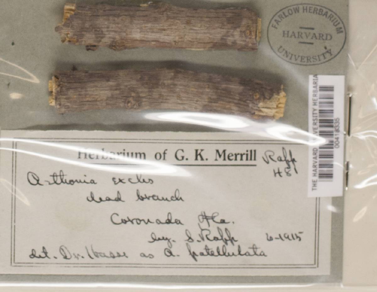 Arthonia exilis image