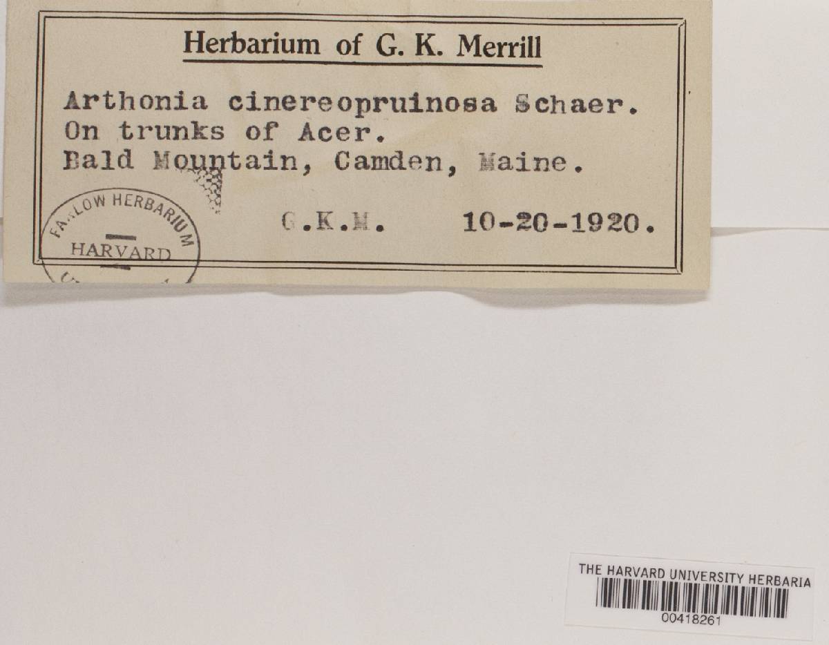Arthonia cinereopruinosa image