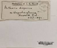 Arthothelium ruanum image