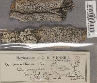 Arthothelium macrothecum image