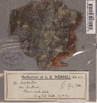 Arthonia lecideella image