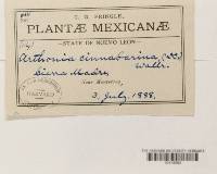 Arthonia cinnabarina image