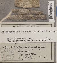 Arthopyrenia cinchonae image