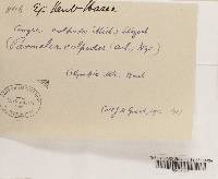 Anzia colpodes image