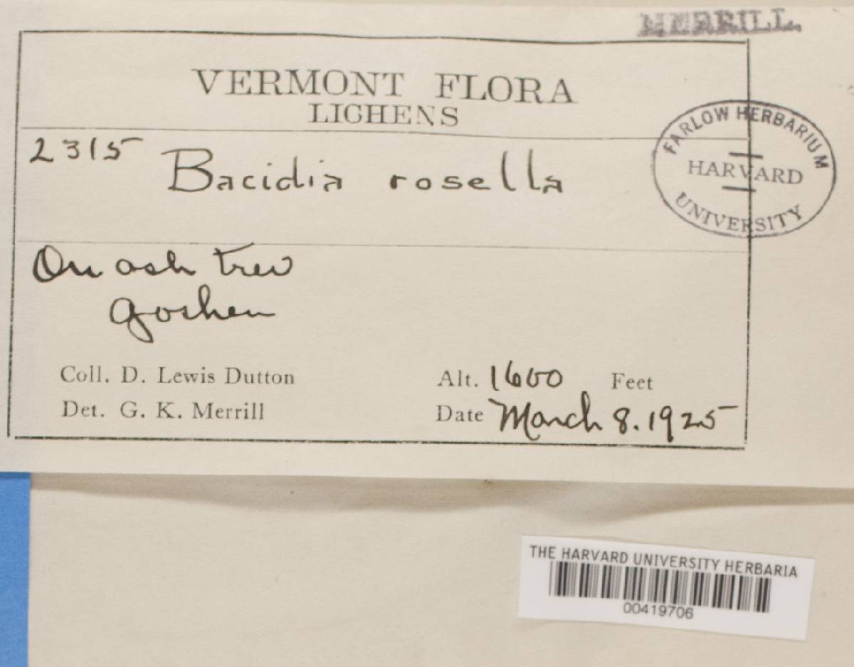 Bacidia rosella image