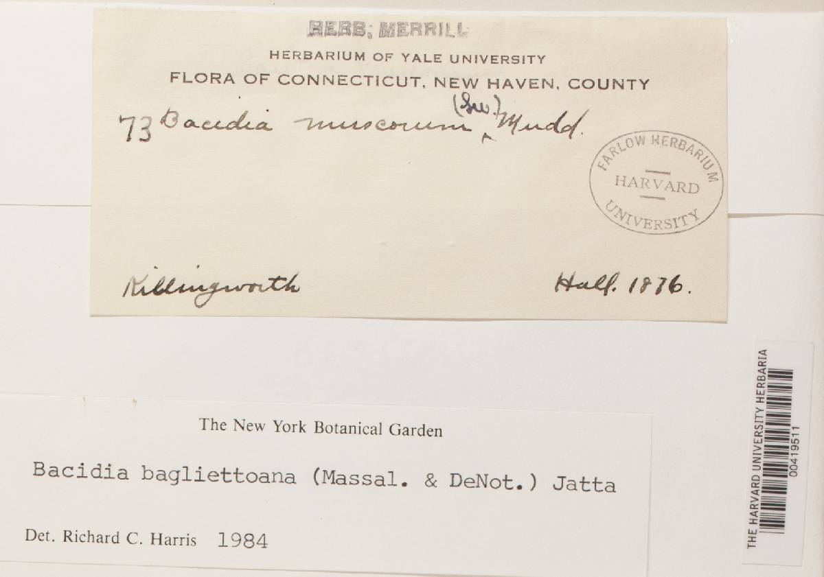 Bacidia bagliettoana image