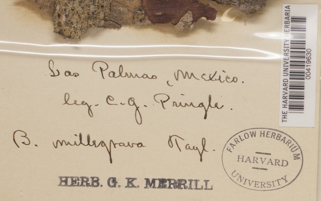 Bacidia millegrana image