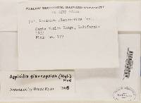 Aspicilia glaucopsina image