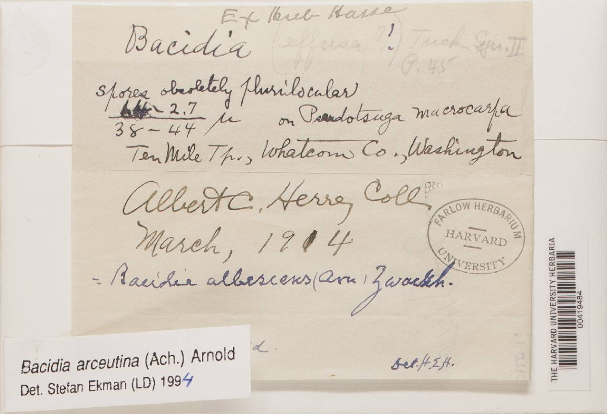 Bacidia arceutina image