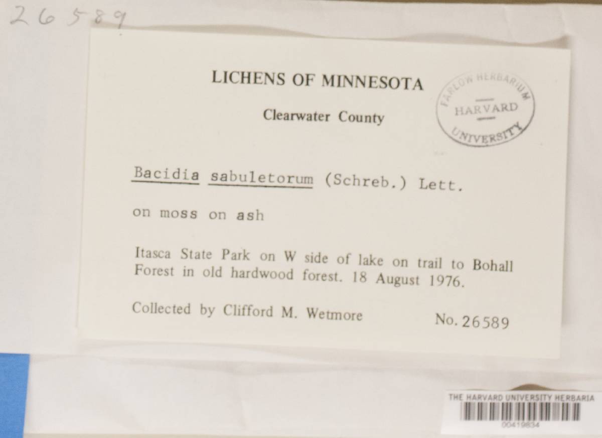 Bilimbia sabuletorum image