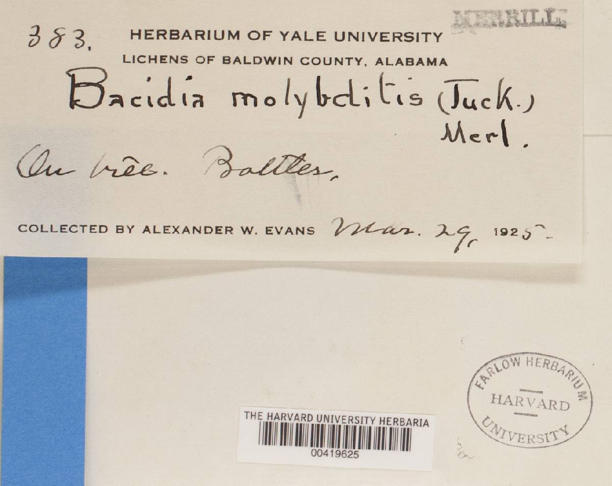 Bacidia medialis image