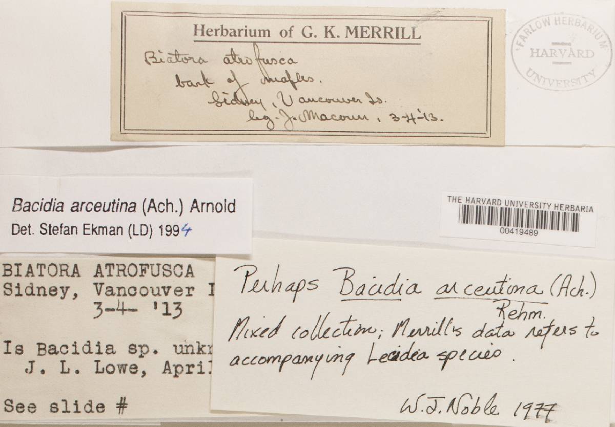 Bacidia arceutina image