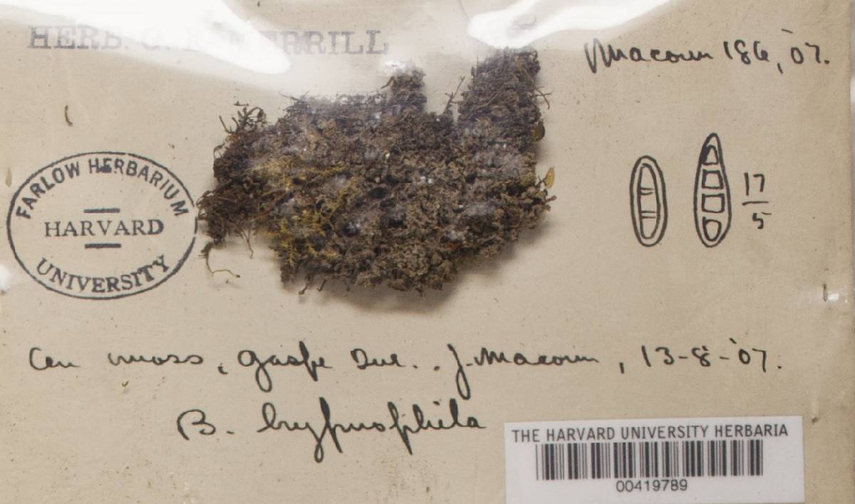 Bilimbia sabuletorum image