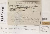 Bacidia schweinitzii image