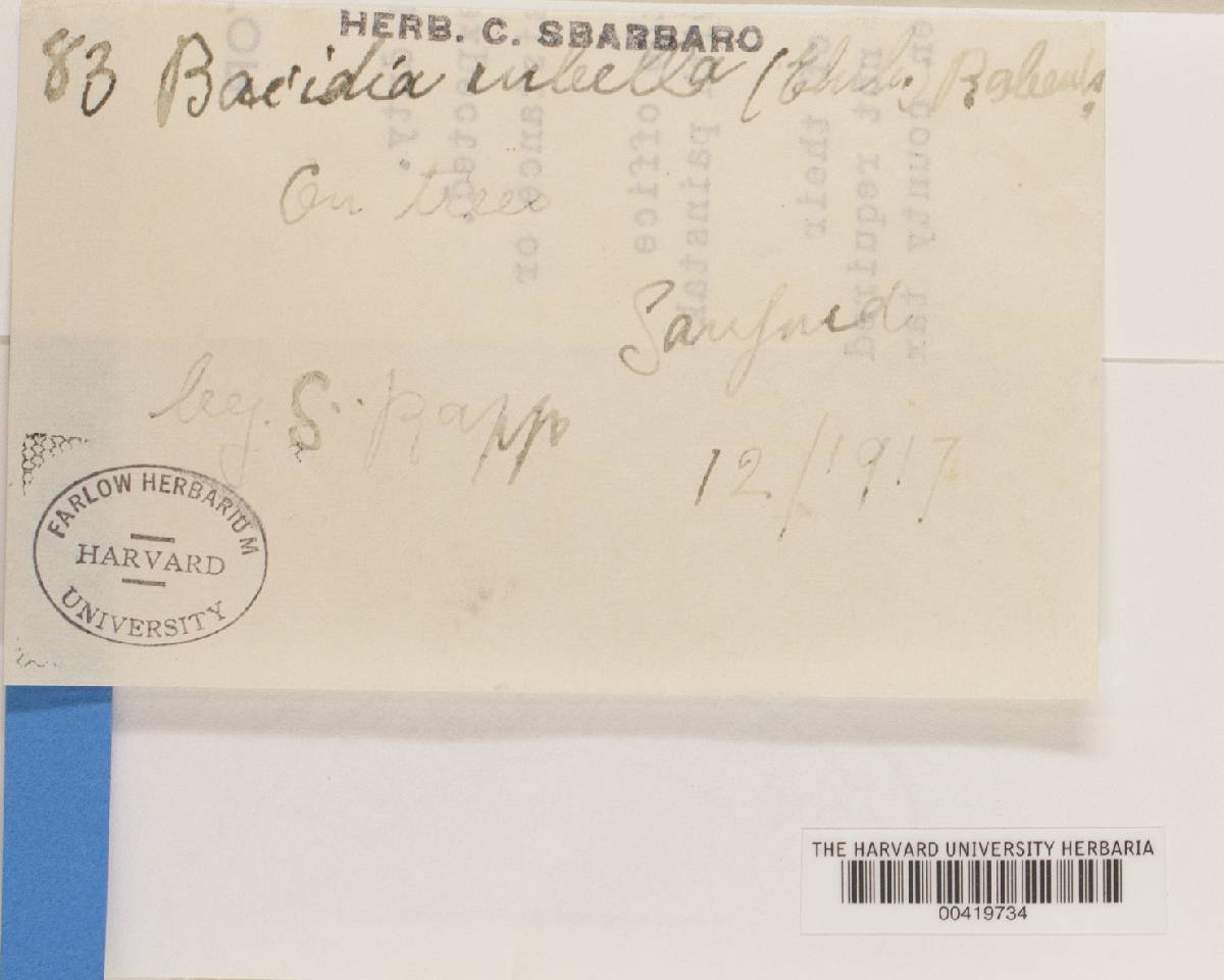 Bacidia rubella image