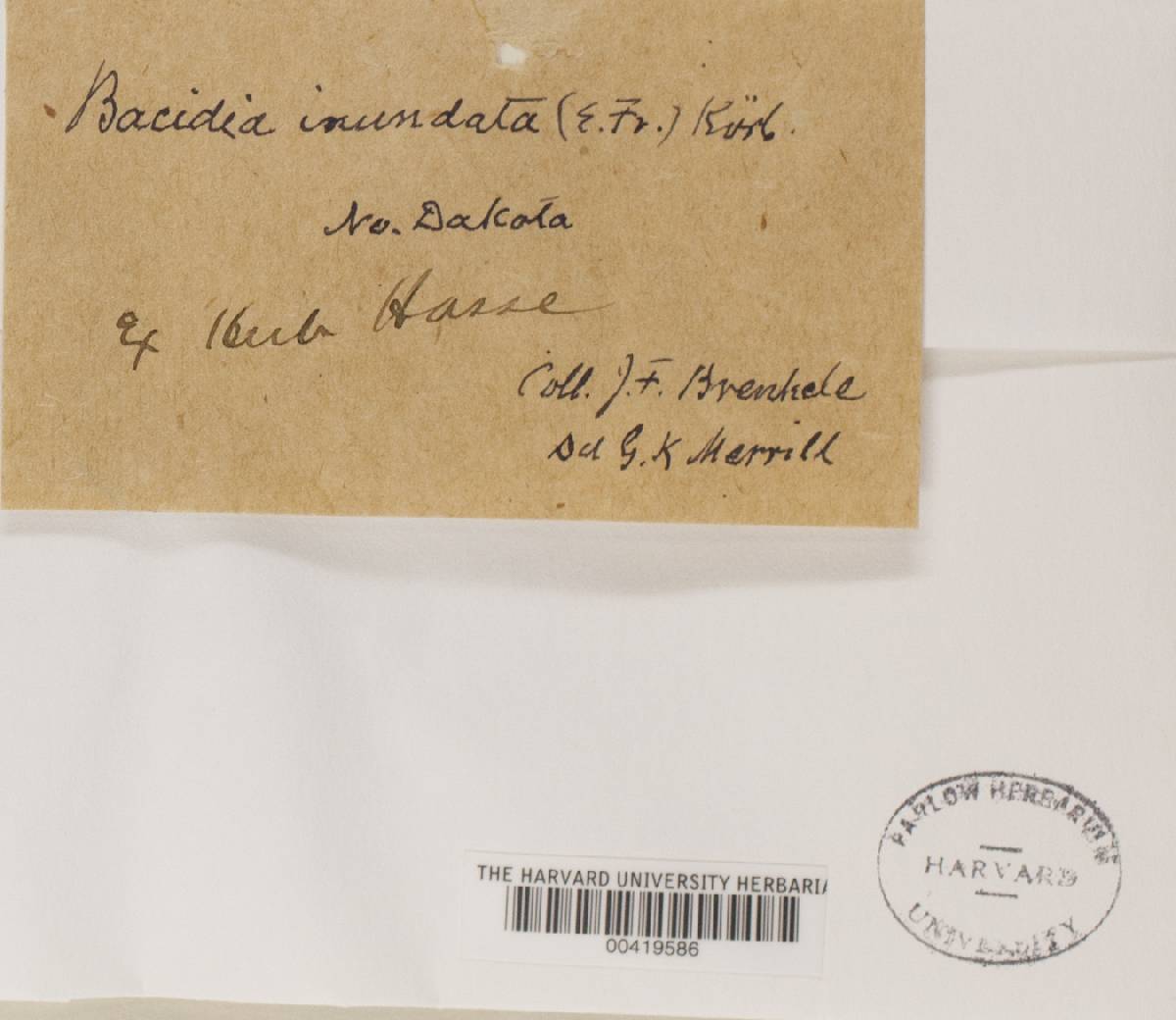 Bacidia inundata image