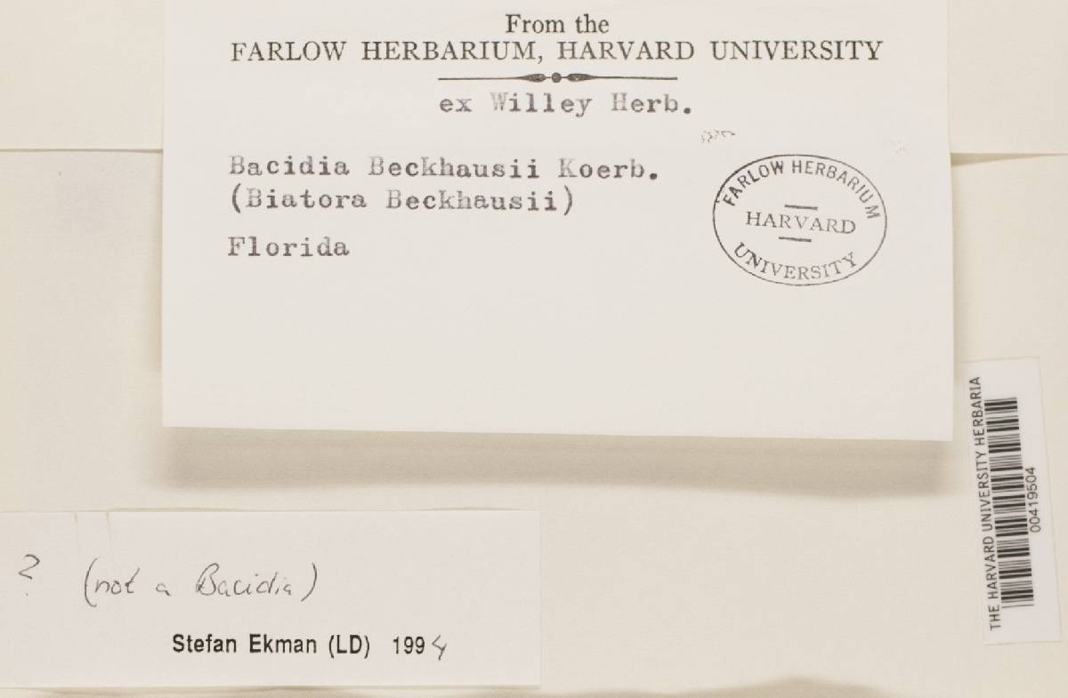 Bacidia beckhausii image