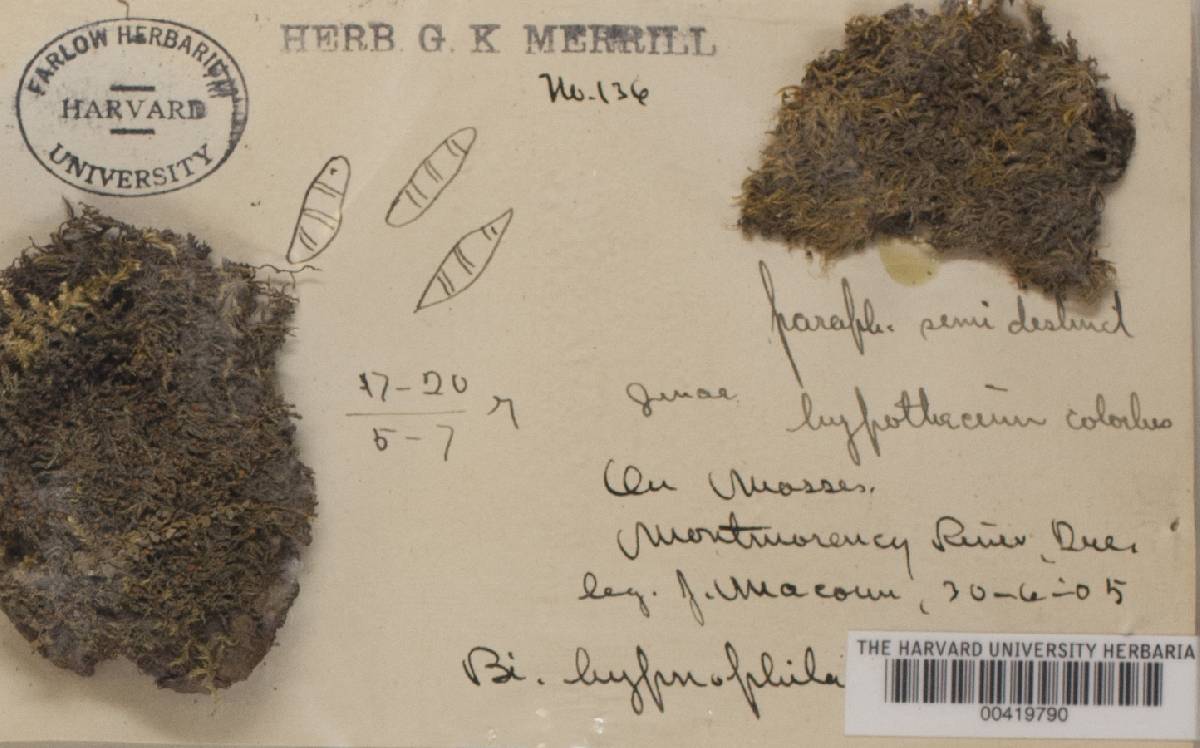 Bilimbia sabuletorum image