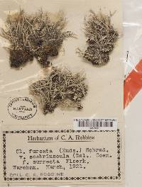 Cladonia scabriuscula image