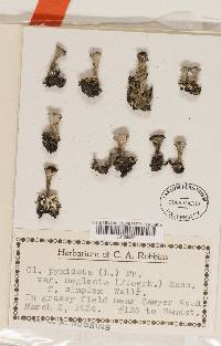 Cladonia pocillum image