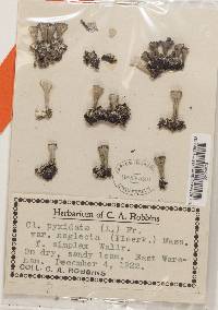 Cladonia pocillum image