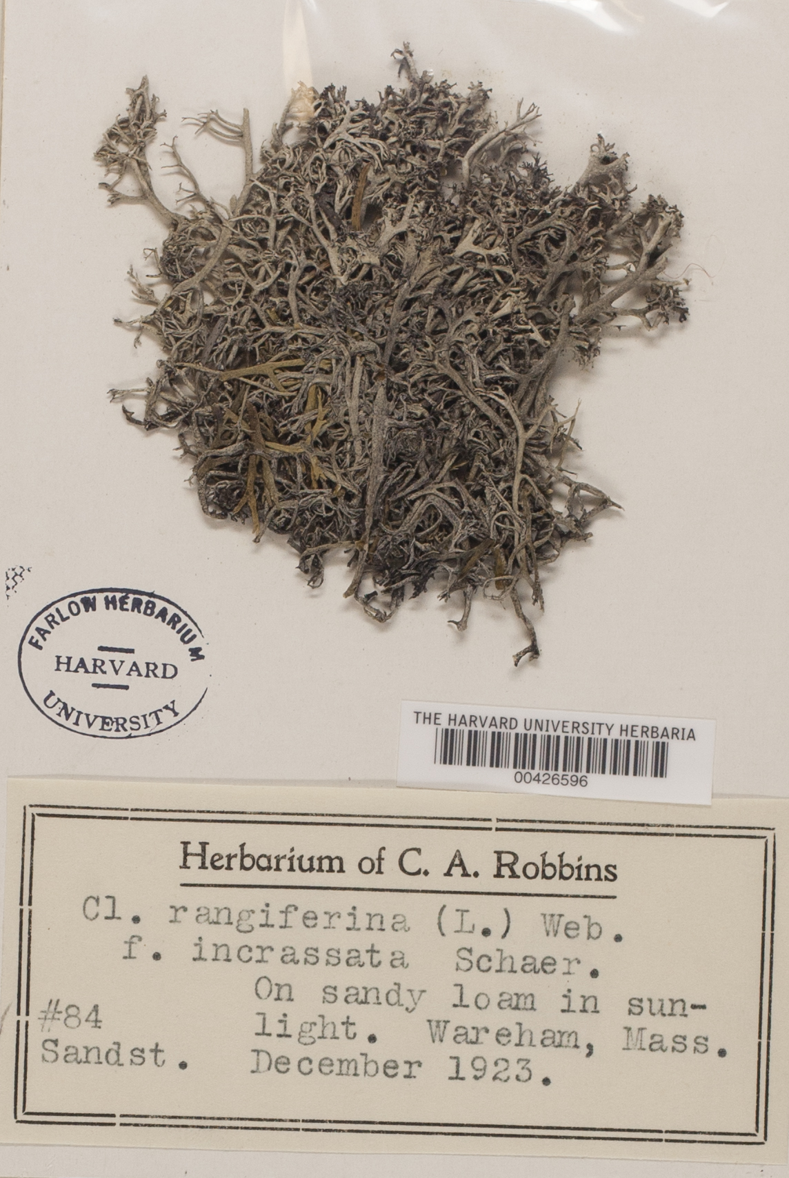Cladonia rangiferina f. incrassata image