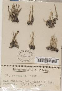 Cladonia rei image