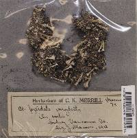 Cladonia pyxidata image